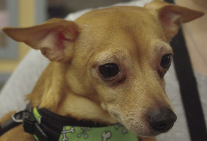 Pets of the Week: Marx